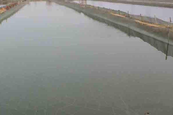 养殖泥鳅的技术中国哪里最好,现在养殖泥鳅前景如何