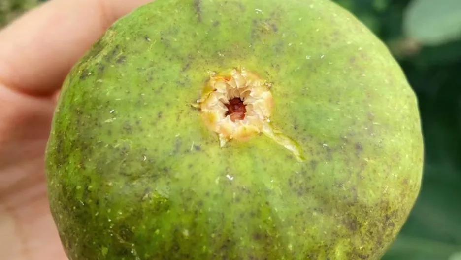 无花果病虫少,无花果怎么防虫蛀