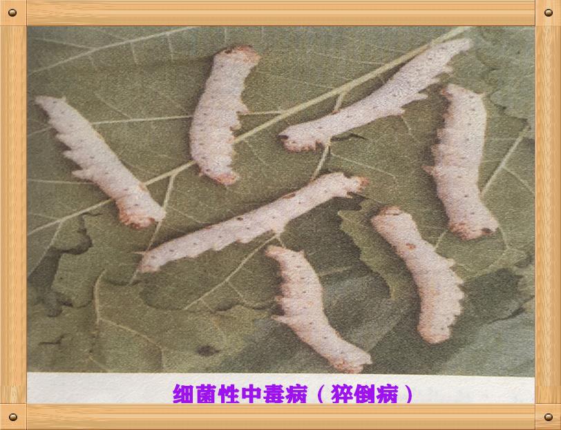 养蚕蚕虫病怎么治,养蚕病害