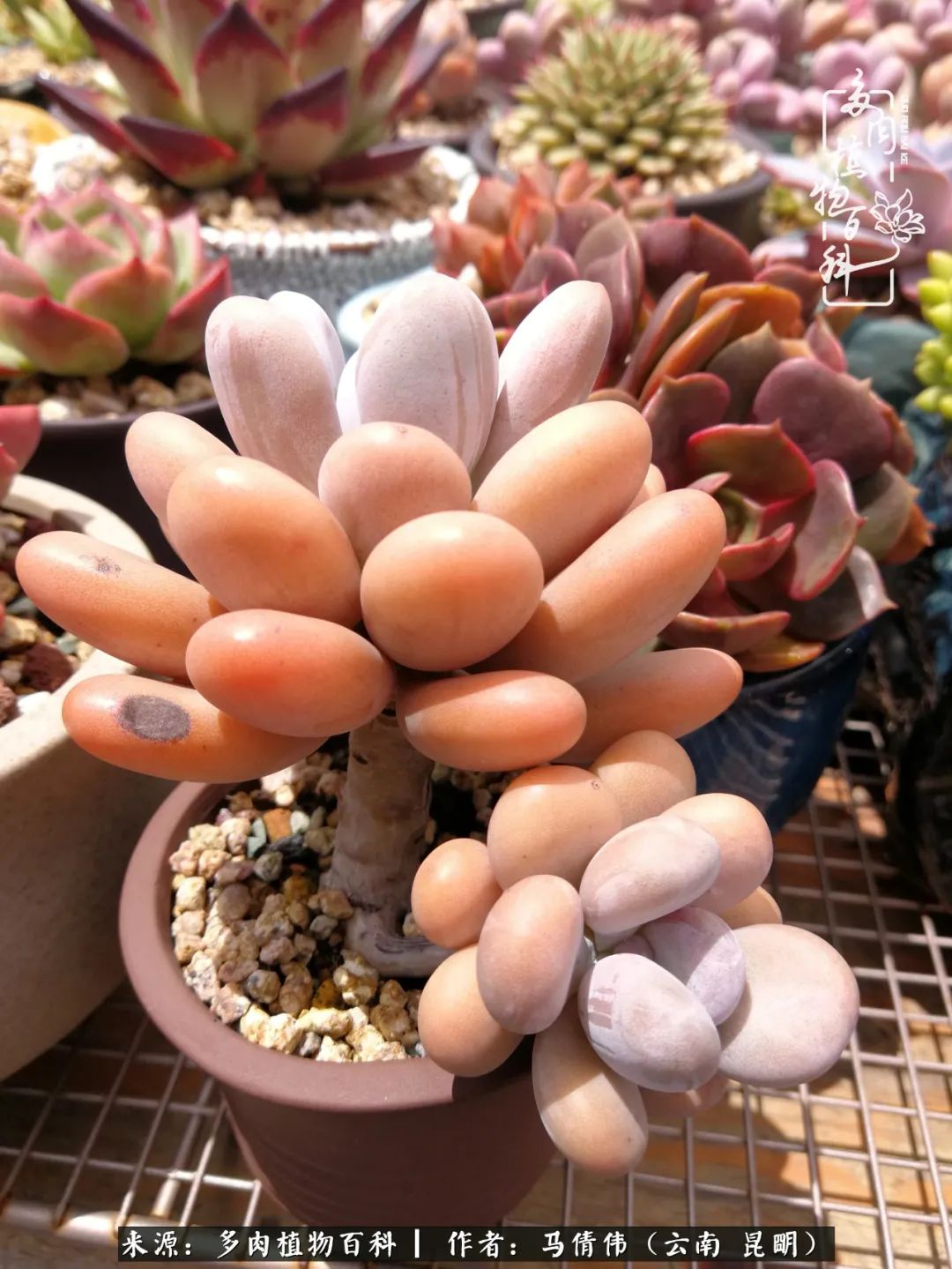 熬过了夏天的多肉,多肉熬过夏天惊艳整个秋天
