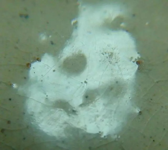 识别老瓷器真假蛤蜊光特征图,有蛤蜊光的瓷器一定老吗