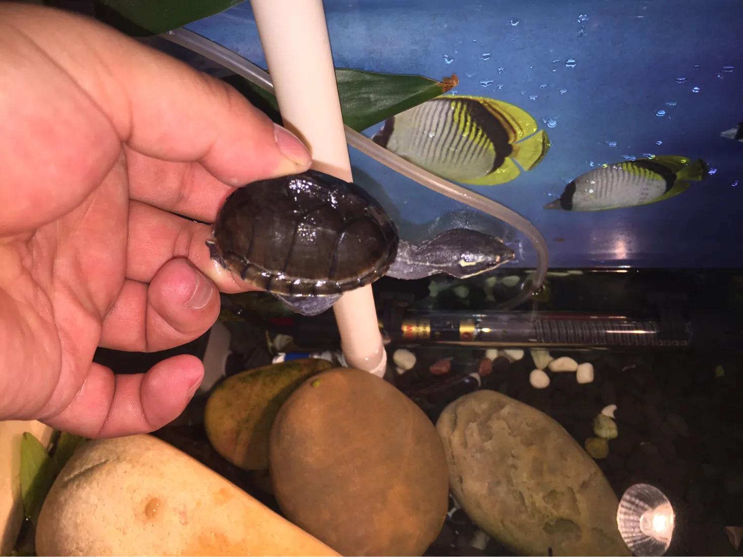 那些年我们养的小动物,盘点这些年我养过的动物