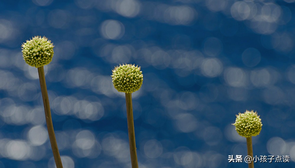 杜甫古诗翻译鉴赏,愁杜甫诗鉴赏