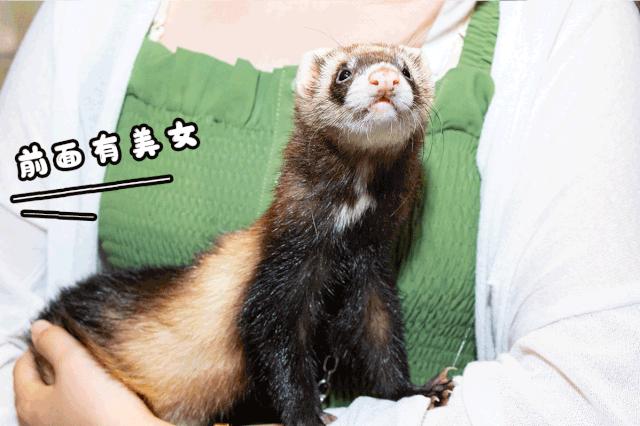 39.9元羊驼,羊驼门票抖音团购