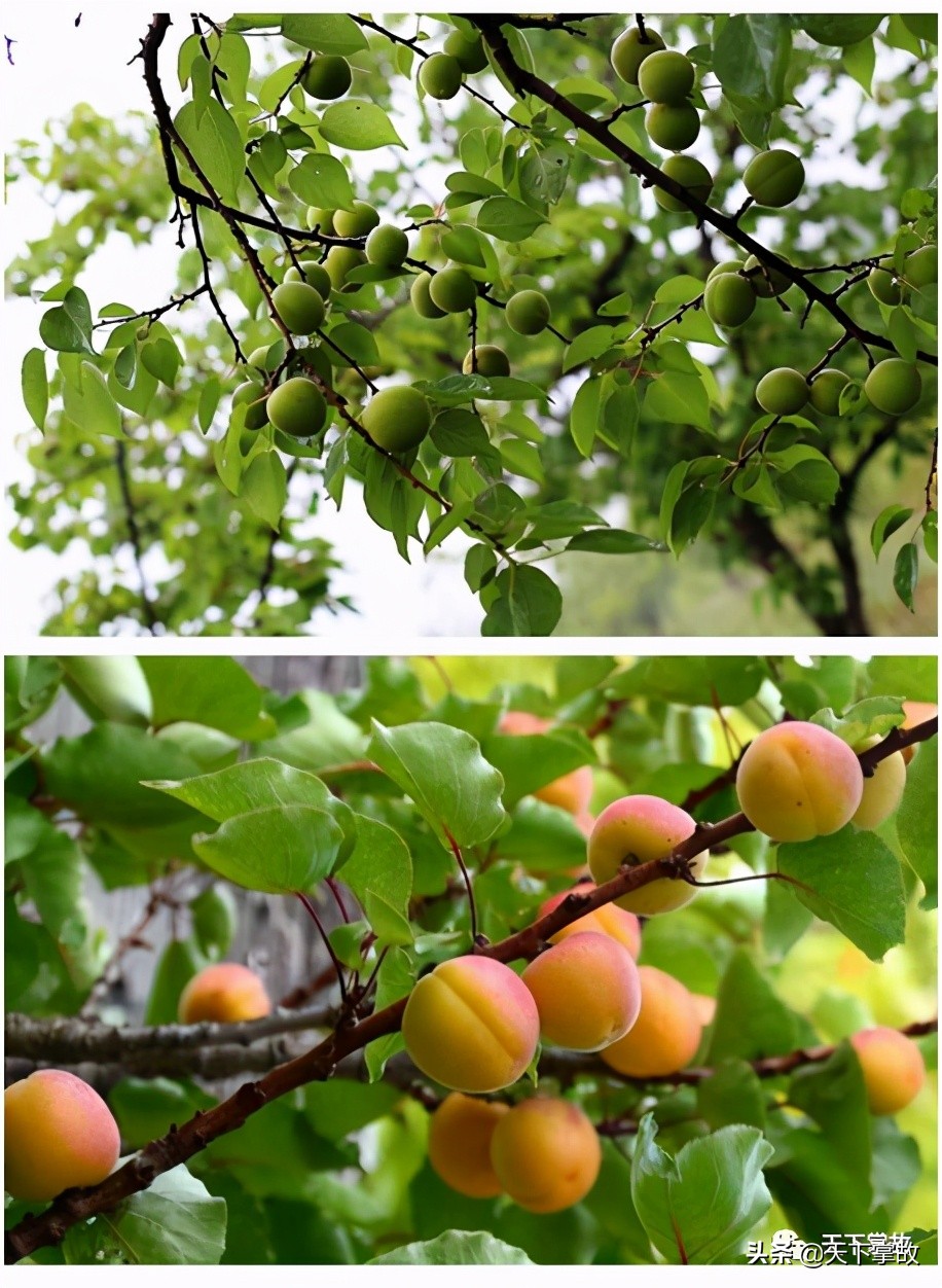 东北林区野菜野果,牧区的一种野菜