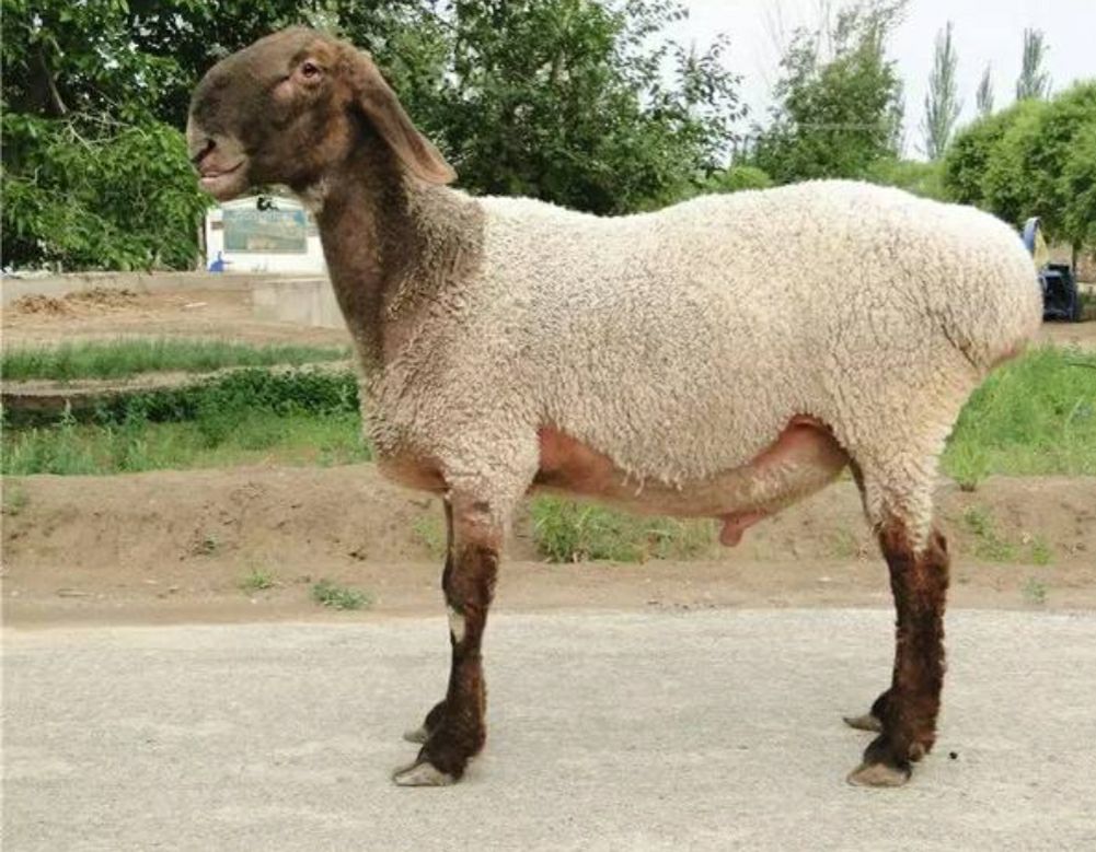 最好吃的羊肉是什么品种羊,正宗新疆羊