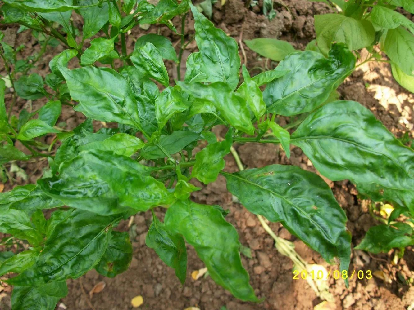 辣椒病毒病喷枯草芽孢杆菌好吗,轻松解决辣椒病毒病视频