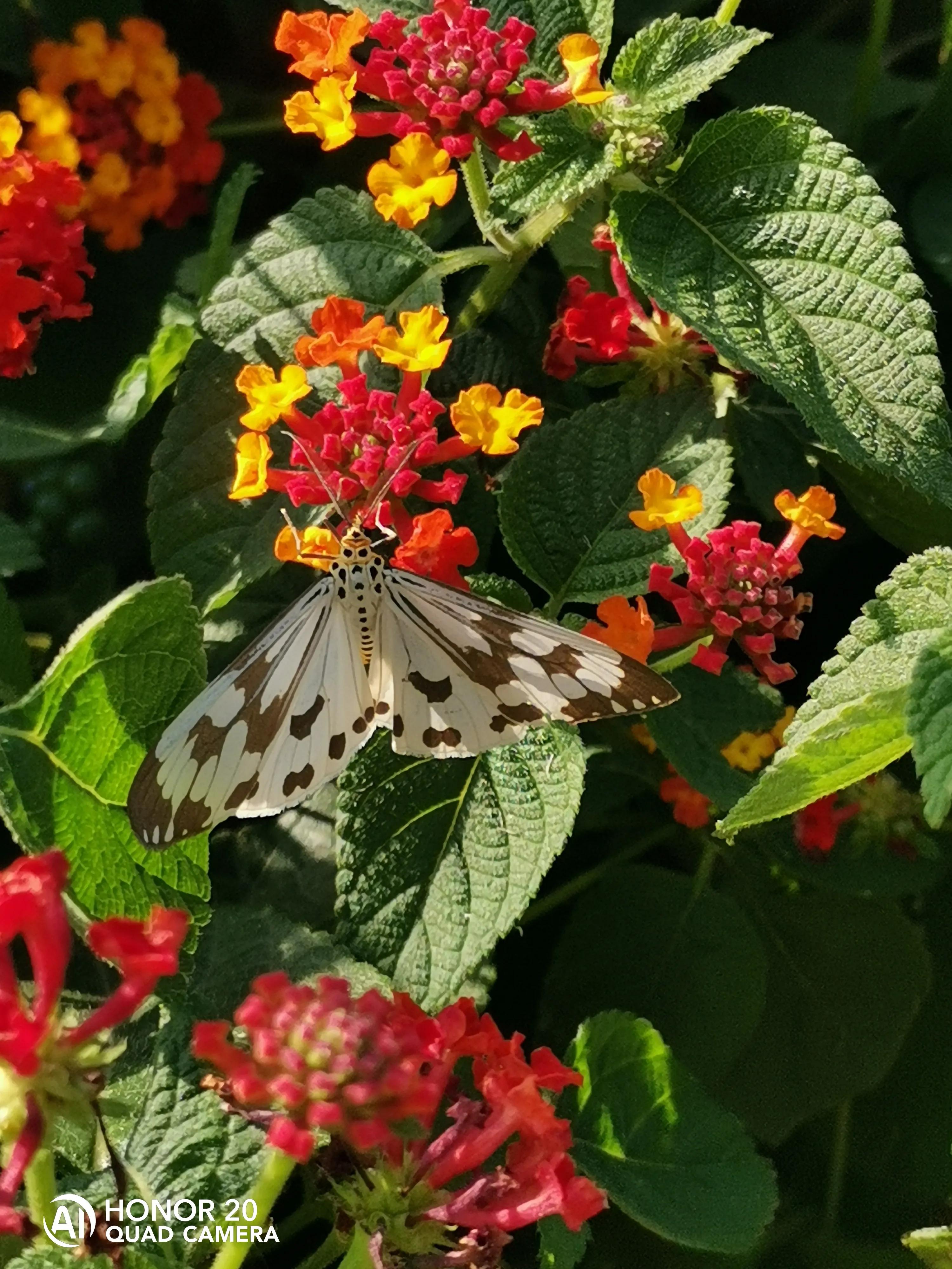 蝴蝶飞采花蜜,蝴蝶自由自在采花蜜