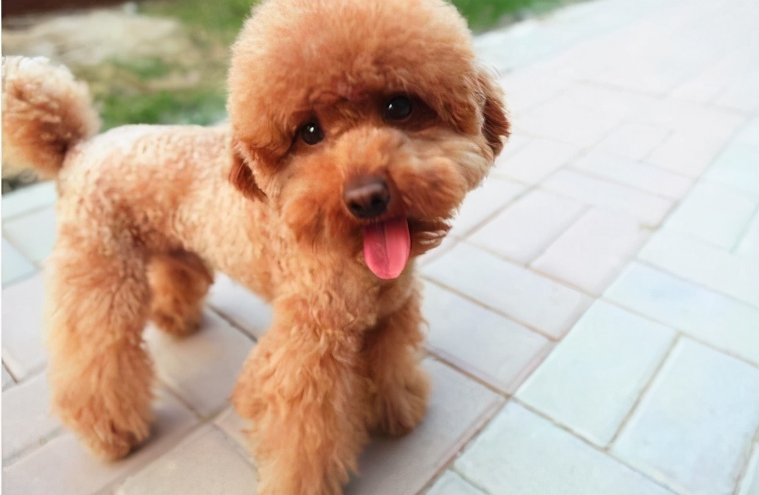 泰迪幼犬饲养日常注意哪些,泰迪饲养全攻略以及注意事项