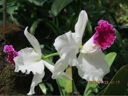 零零后女孩培育出世上最美的几种花，无论如何也要种上一朵