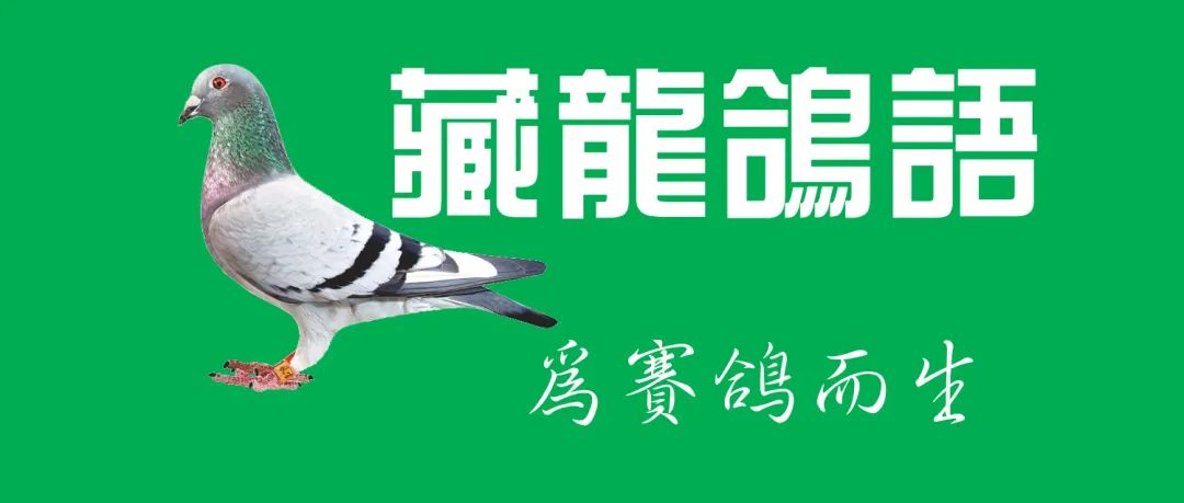 赛鸽种鸽育种应遵循四大原则,赛鸽育种四种原则