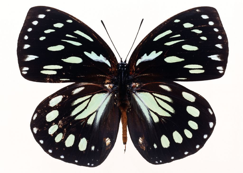 世界上的各种蝴蝶,为什么世界上有五彩斑斓的蝴蝶