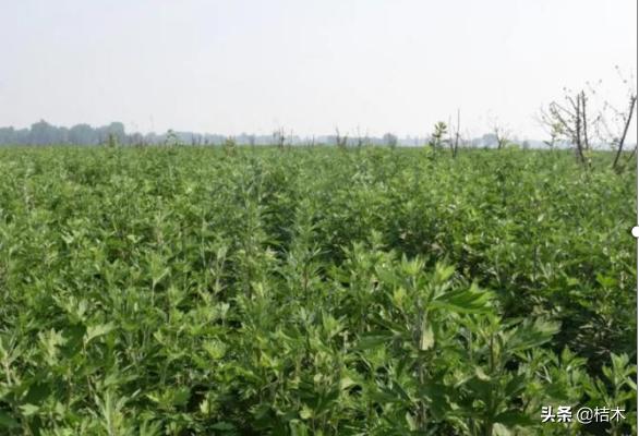 它是百草之王，种一次收3年，利润比较高，农民却不愿种植