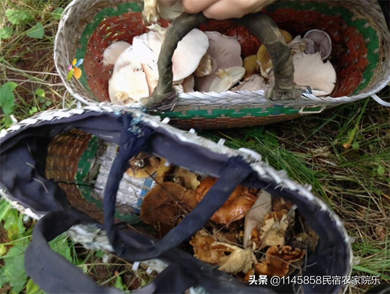 丰宁坝上奶豆腐,承德丰宁坝上友君庄园