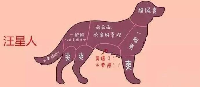 狗狗这两天摸到它就痛得叫唤,狗狗这些部位脏一点反而更健康