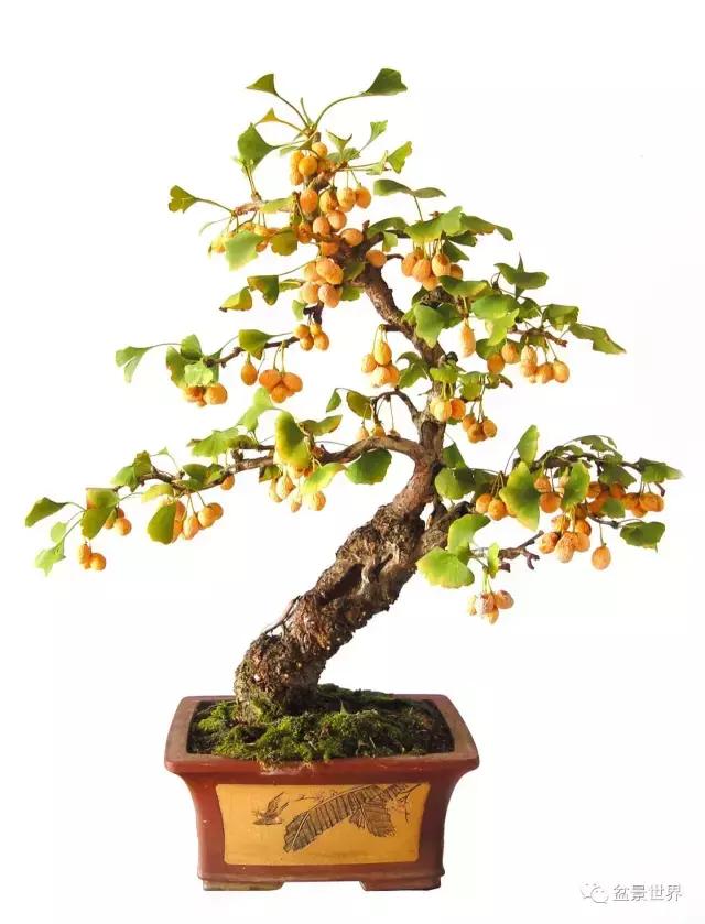 文人银杏树盆景造型参考图,银杏巨型老桩盆景