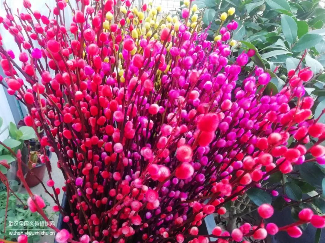 园艺沙龙|前方高能！一大波人相约逛花市，究竟淘了些啥？