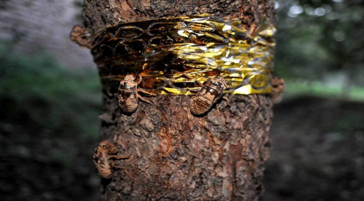 养金蝉注意什么,金蝉养殖前景最好的方法