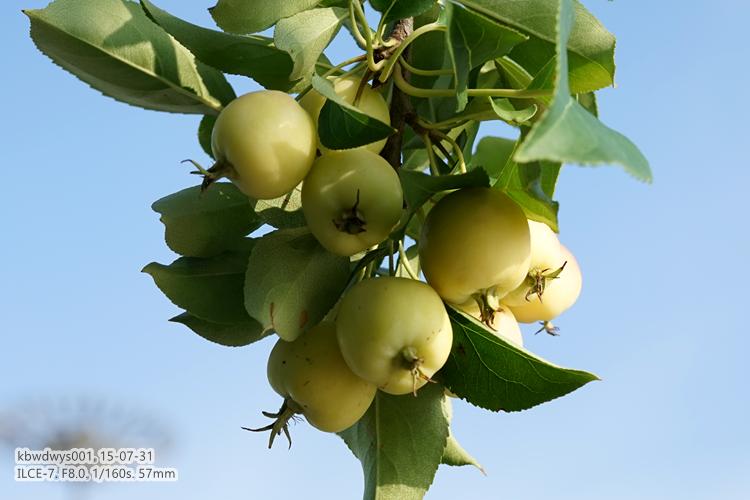 生活杂记：买了台新相机（20150801）