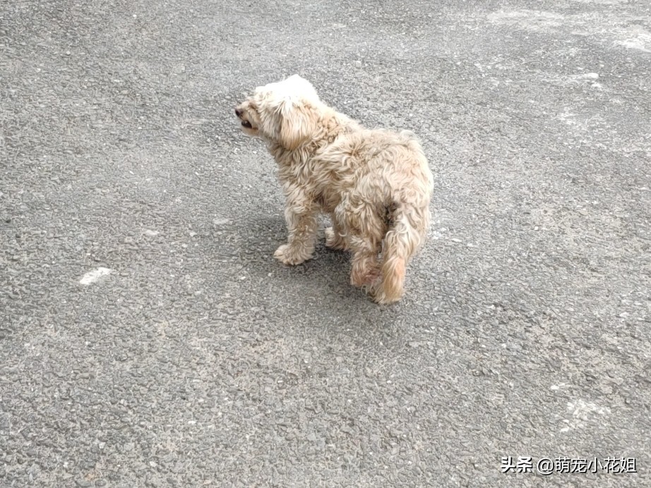 狗狗被撞断腿被扔垃圾桶,宠物狗未拴绳被撞主人哭晕过去