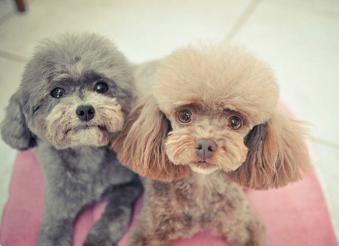 泰迪犬怎么训练十大基础动作,泰迪犬基本动作训练方法