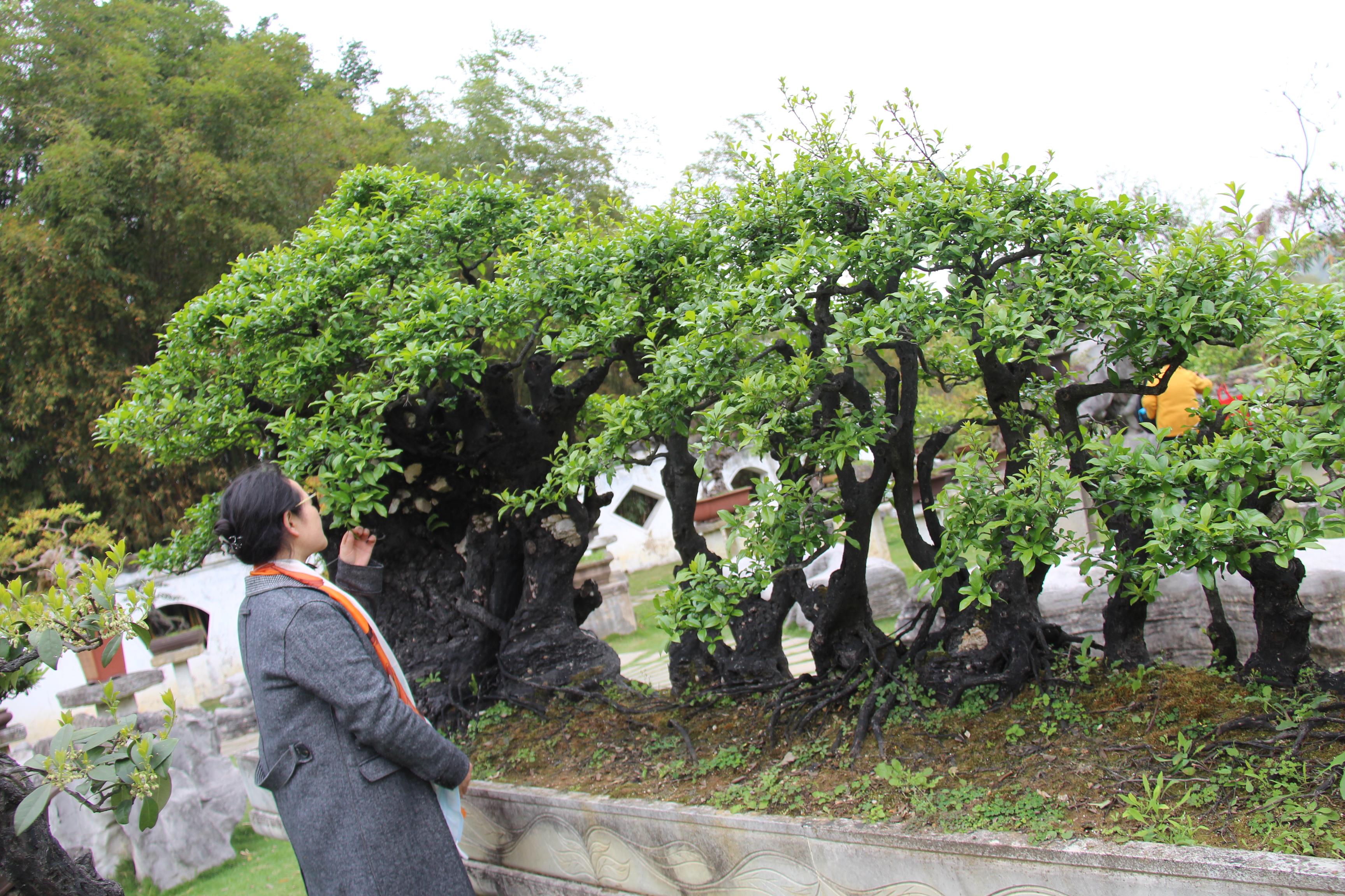 贵州黄果树天星桥瀑布太美了,打卡贵州安顺黄果树大瀑布景点