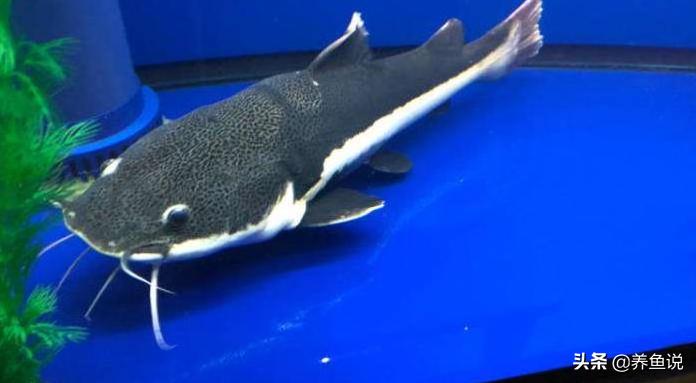 清理鱼缸内污垢的方法,鱼缸脏了怎么办教你几招快速清洗