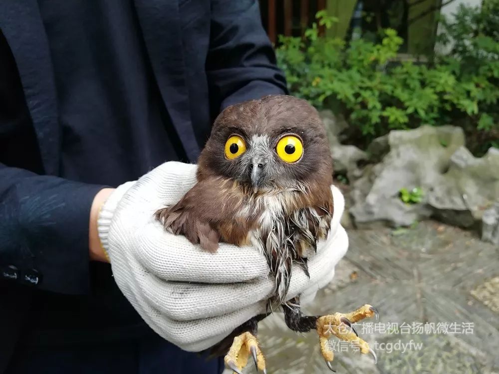 宝兴警方救助一只可爱的野生动物,保安小哥帮忙照顾走失狗狗