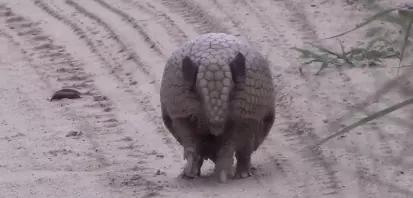 携带麻风病病毒的动物会怎样,麻风杆菌携带