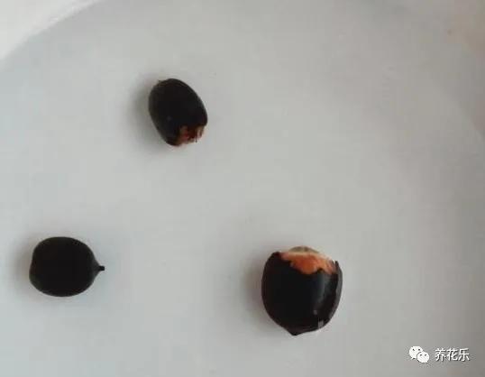 碗莲种子栽种一年没开花,碗莲种子光在水里不放土能开花吗