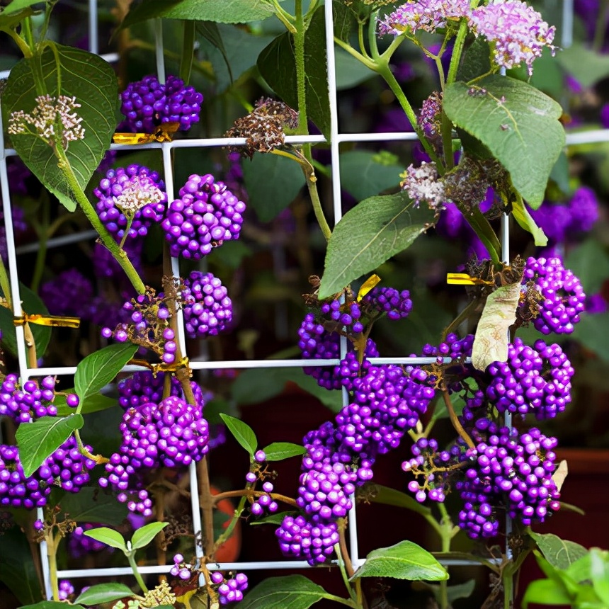 小时候经常见又叫不上名字的植物,一些常见的能吃的植物名称