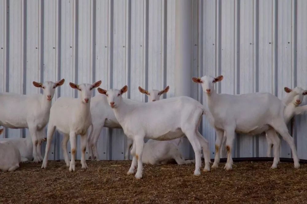 “奶中之王”|羊奶粉是更接近母乳的营养之选