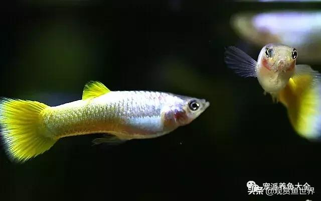 15个孔雀鱼品系图鉴绝美版,15个孔雀鱼品系图鉴