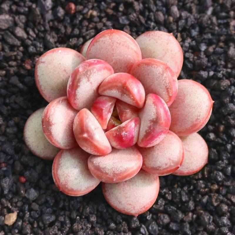 1000种多肉植物图鉴大全大图,景天科1000种多肉植物图鉴