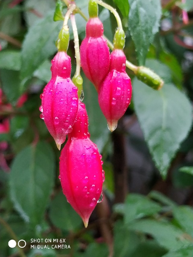 山间的野花不名贵，芬芳季节争艳斗菲“一花一世界一叶一菩提”