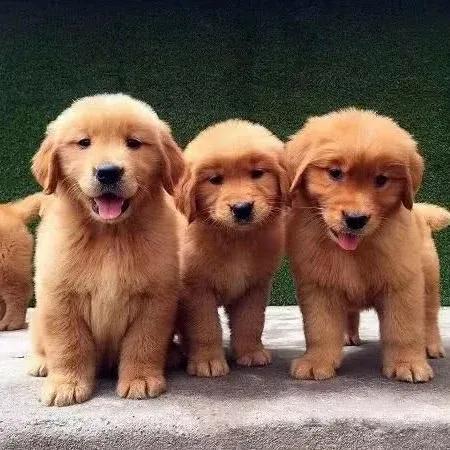 夏季狗狗咬人,夏天怎么防止狗狗挠人