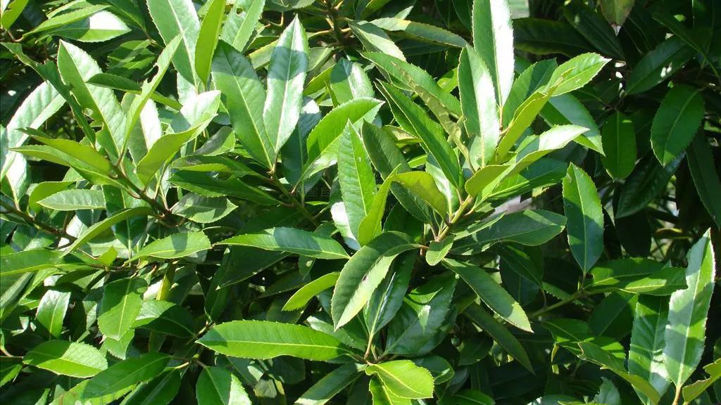 夏季苦夏如何调理,夏季吃5种苦味食物胜过进补