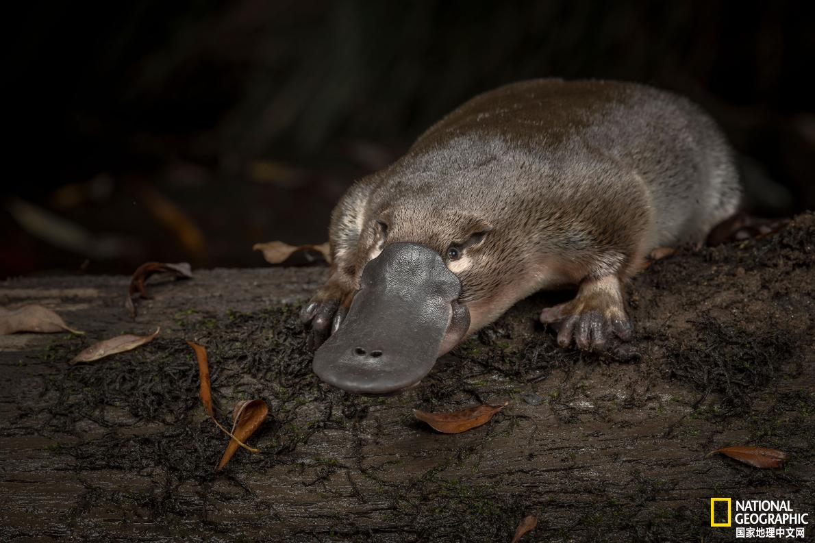 鸭嘴兽可爱瞬间,鸭嘴兽怎么咬人