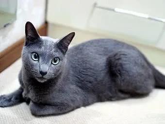 五十种可爱的猫咪,高贵的猫咪