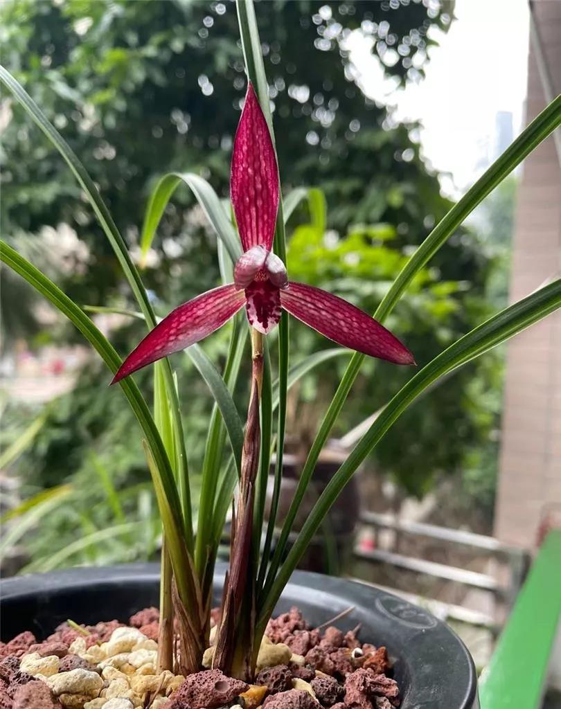 云南玉溪血红春兰,云南玉溪有哪些名贵兰花