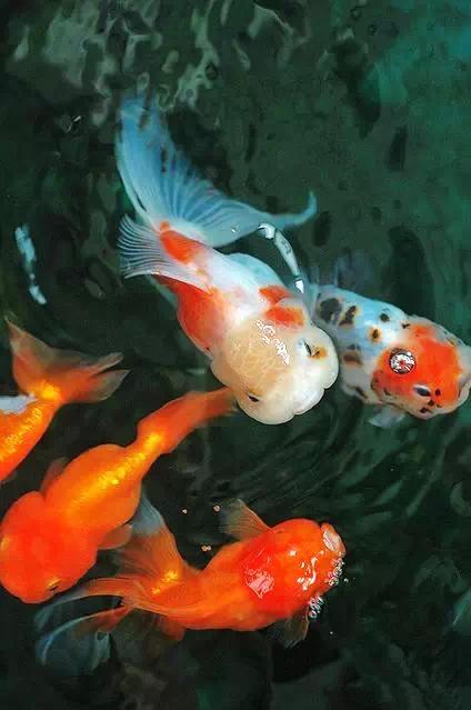 这些五彩斑斓的金鱼养眼又养心,最美的观赏金鱼值得一看