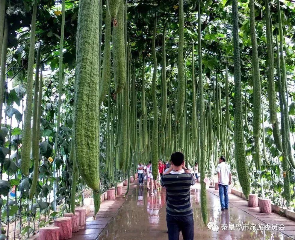 秦皇岛骑行最佳环线夜间,秦皇岛最美公路怎么导航