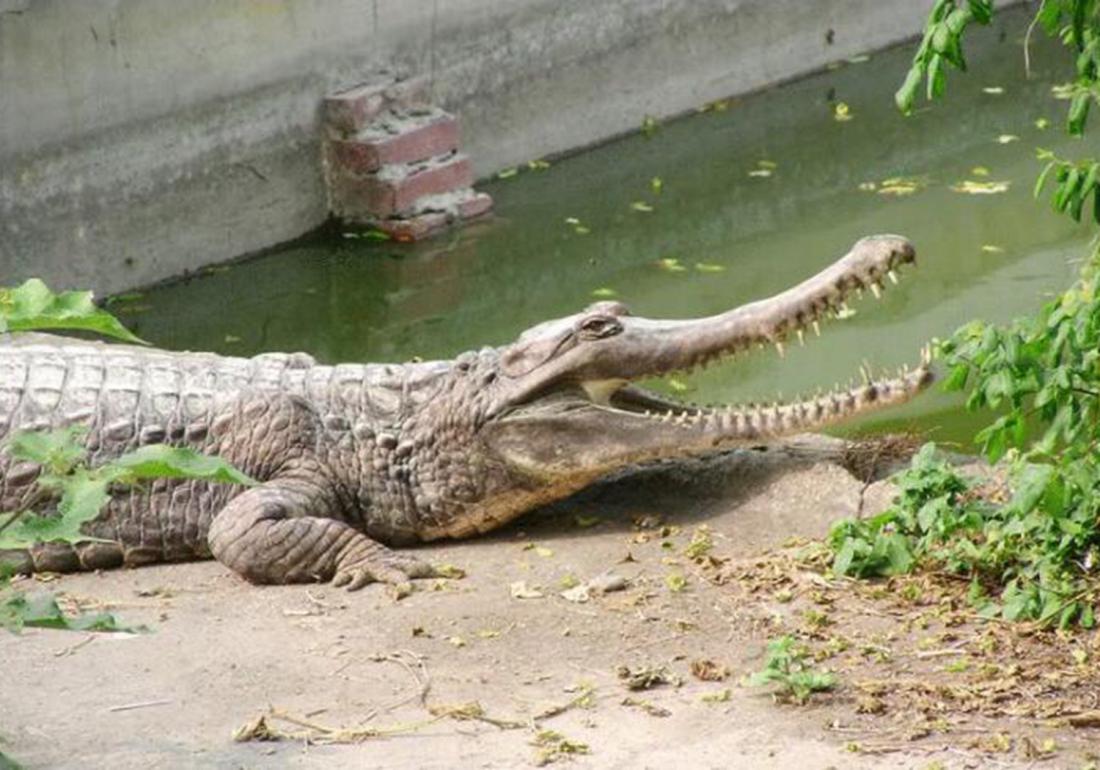 鳄类养殖之防治篇，应对卵黄囊疾病，不得不知的这些知识