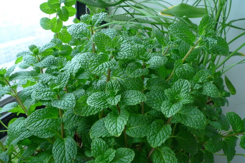 盆栽薄荷如何养护教程,盆栽薄荷播种注意事项