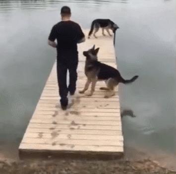 养纯种还是混血狗,养纯种狗