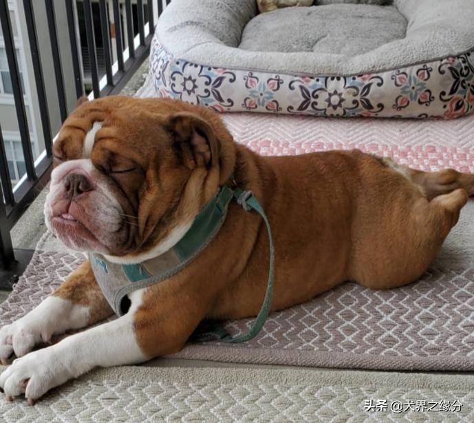 缇庡浗鐤儏涓嬬殑瀹犵墿鐙楃嫍,缇庡浗鐤儏涓嬬殑鐙楃嫍