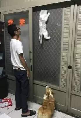 拥有窗纱的家庭，窗户上容易滋生“猫猫壁虎”？