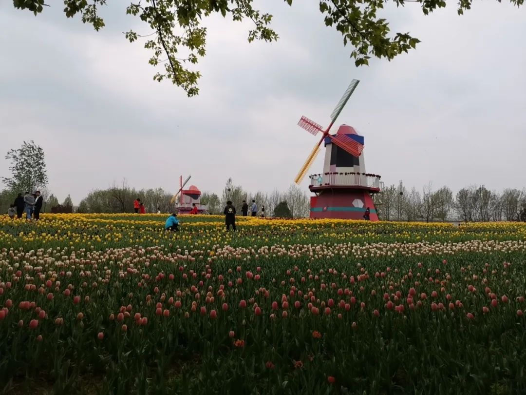 假装在国外北京篇,假装在荷兰完整视频