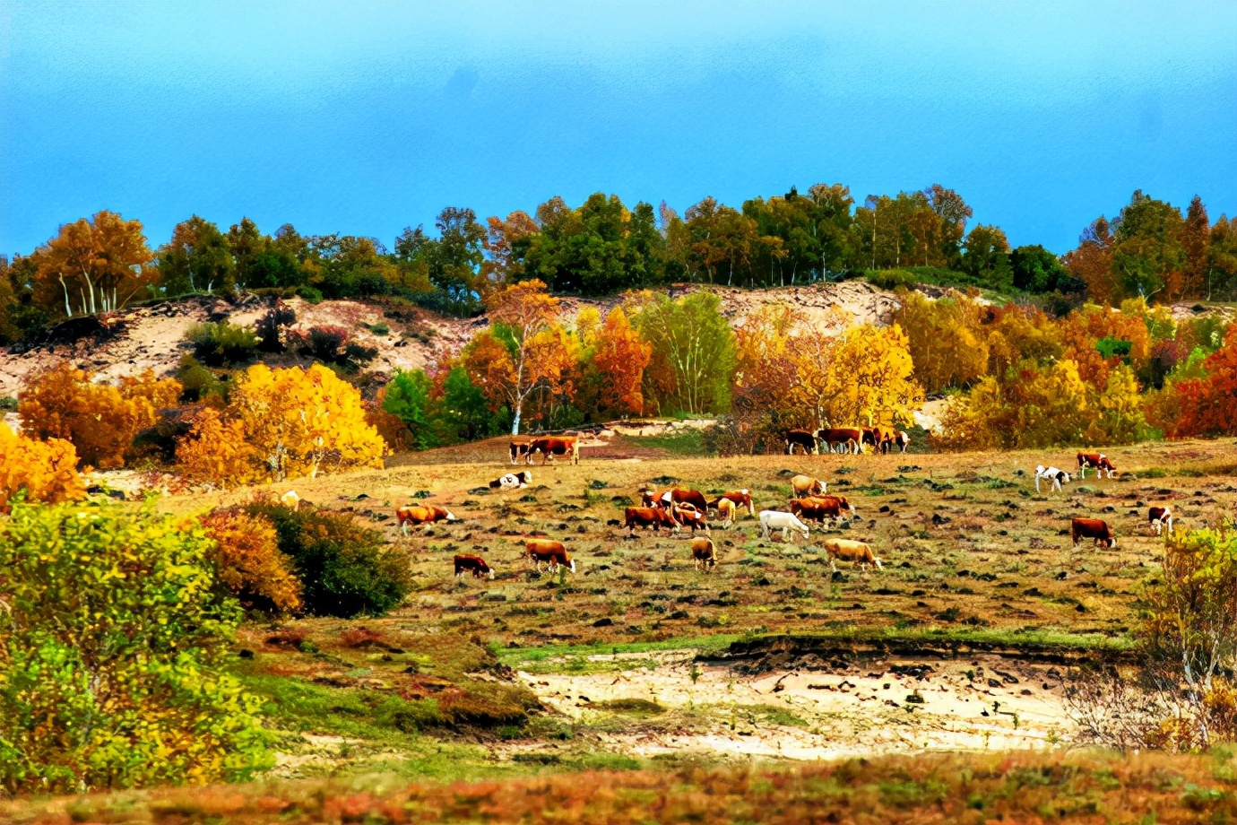 秋季最美的白桦林风景,坝上草原白桦林秋色图片