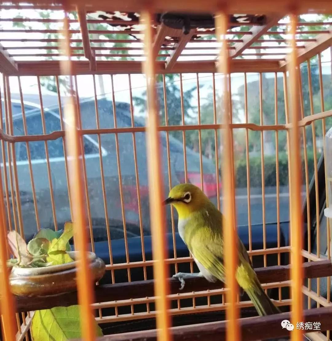 盘绣眼视频,盘绣眼最佳方法